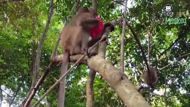 funny video monkey