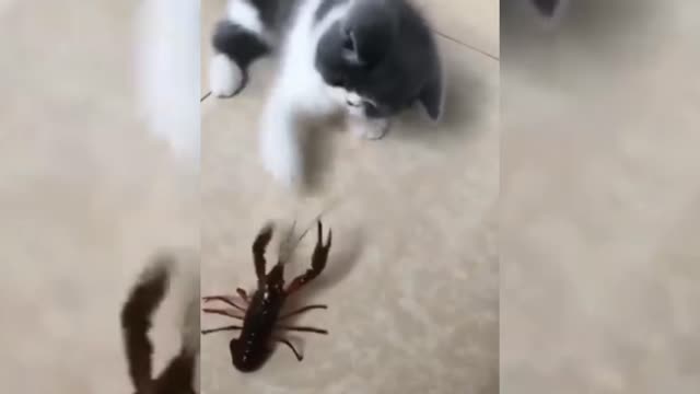 Cat this Fight 😻 Cute cat 😘 Crazy Cat 🤪🤪