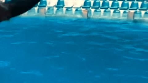 Smart Dolphin Playing with Ball in Pool |