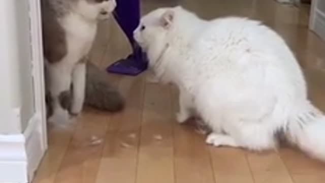 two cute cats are fighting for food.