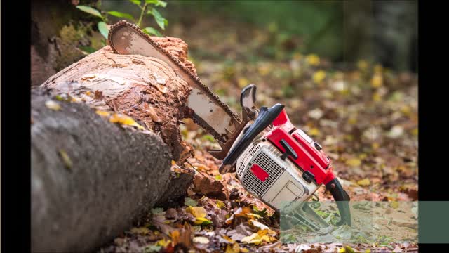 Out On A Limb Tree Service LLC - (903) 310-4934