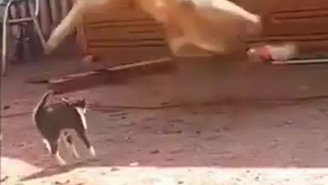 fanyyyyy vidéo