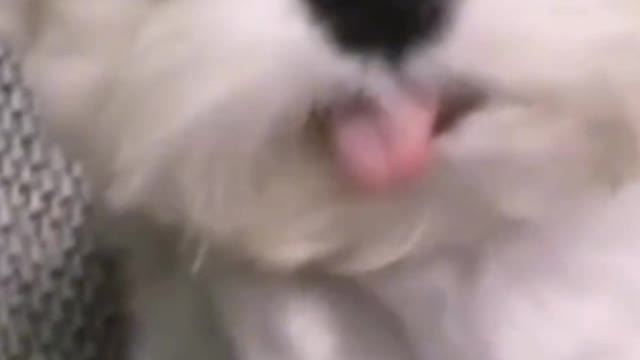 The dumbest dog