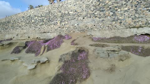 On the coast in La Jolla California