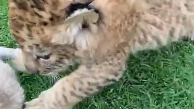 Tiger Cubs are ready to play whole day