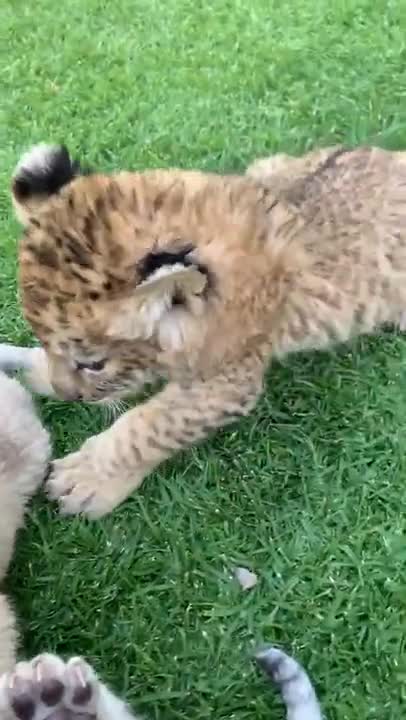 Tiger Cubs are ready to play whole day