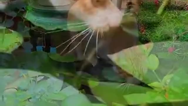 Adorable Cat Sings While It Drinks!!!