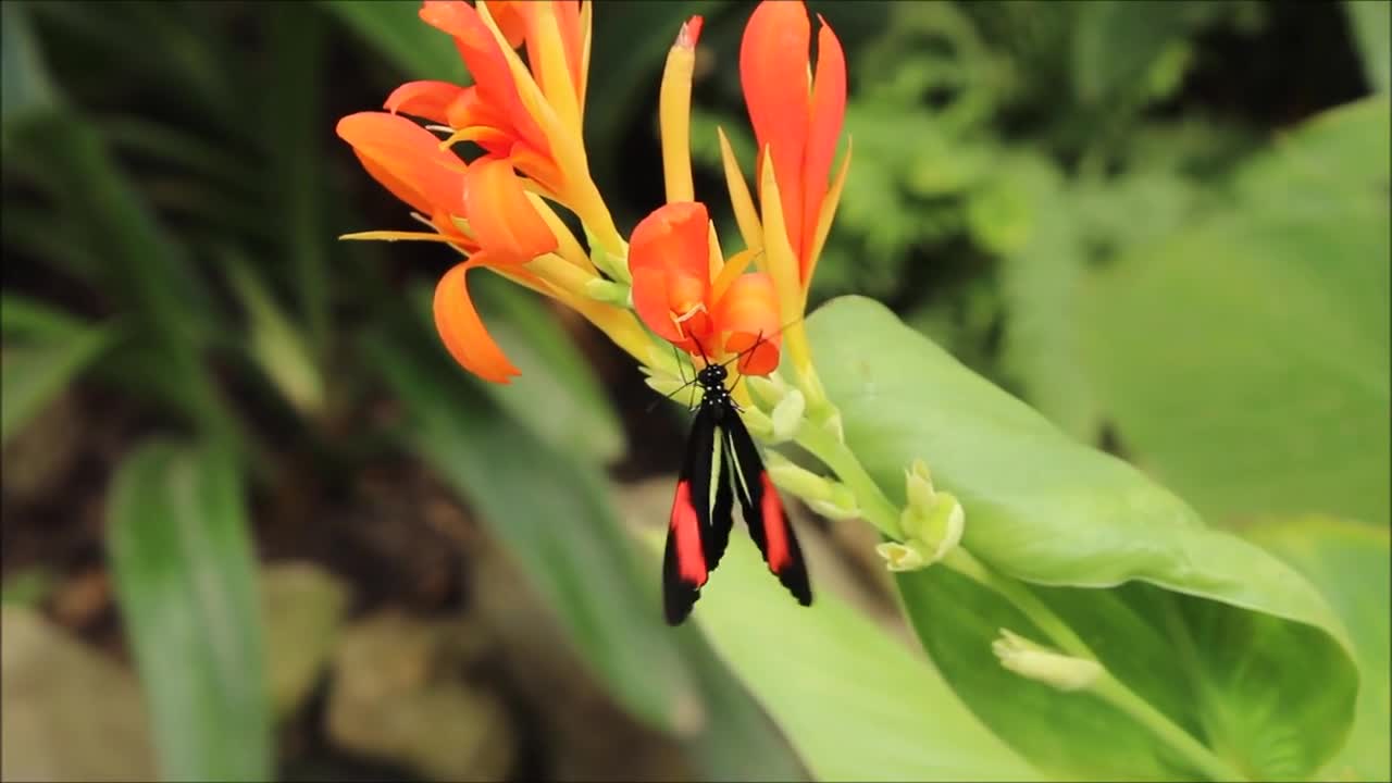 Butterfly On A Beautiful Flower ||Most Beautiful Butterflies on Planet Earth