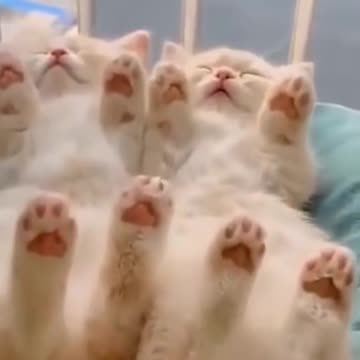 Funny Cat Videos
