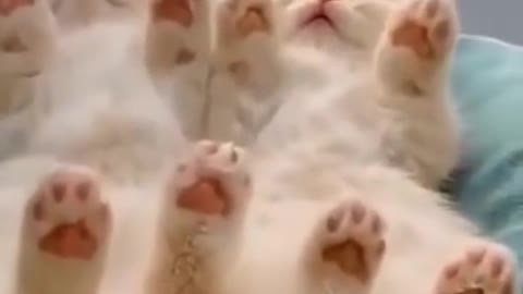 Funny Cat Videos
