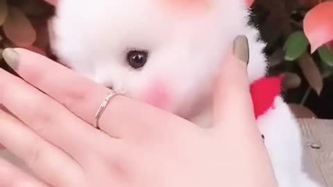 Cute and funny Pomeranian puppy <3