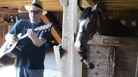 Funny and Cute Horse Compilation