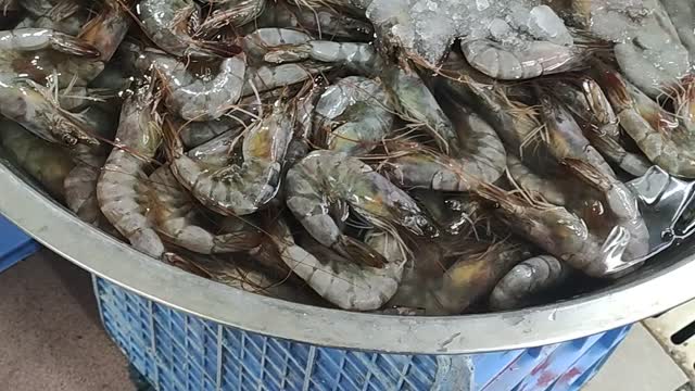 shrimp fish