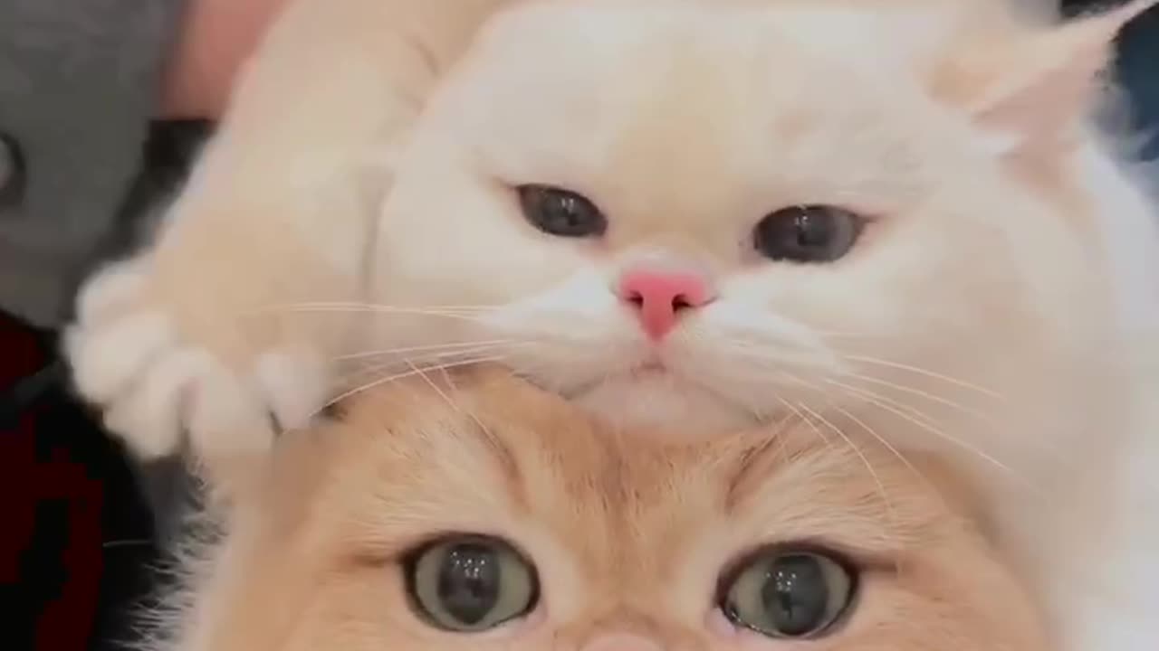 cutest cats😻