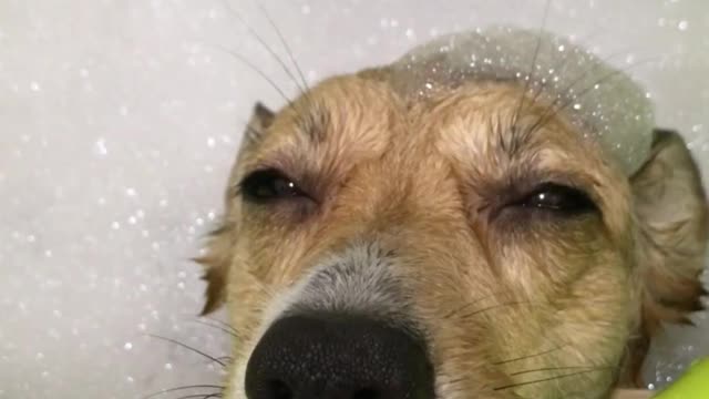 A puppy whose eyes are closed while taking a bath