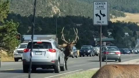 Elk with Attitude Uses Antlers