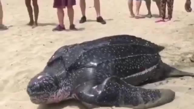 Leatherback Turtle On Beach