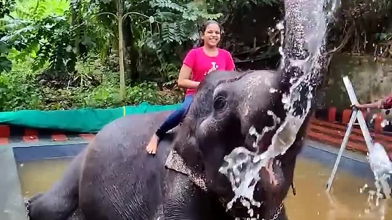 Thekkady- elephant shower