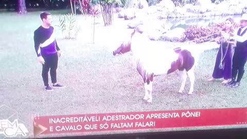 treinando cavalo pt4