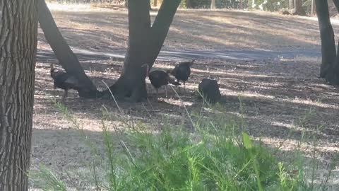 Three turkeys and a hare