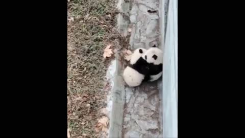 Cute panda funny video