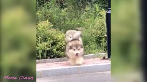 Cute Alaska Malamute