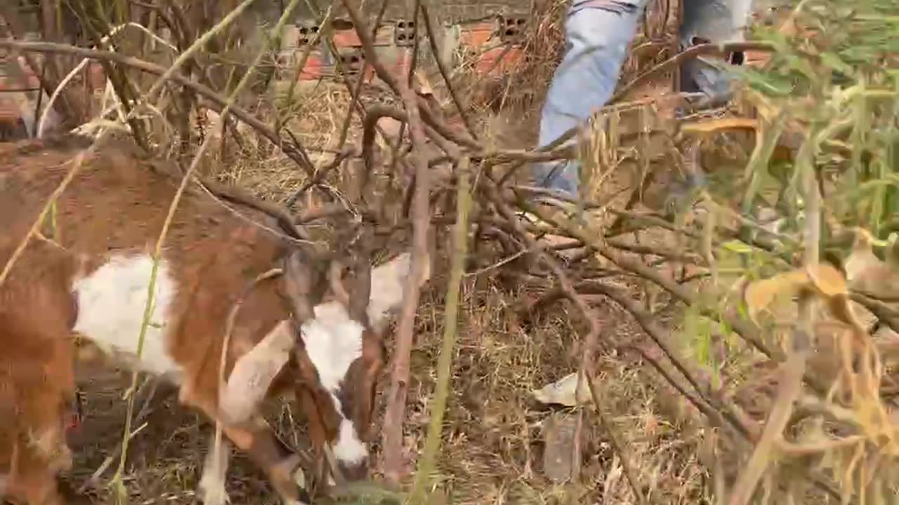 beautiful clip with cute goat4