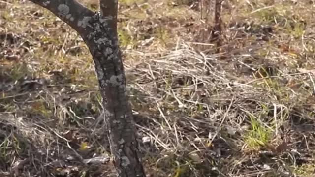 Best technique of planting a tree grafting!