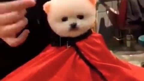 hair cutting of cute puppy 🤣. #puppy #cute #best