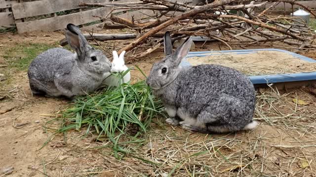 Yum Bunnies