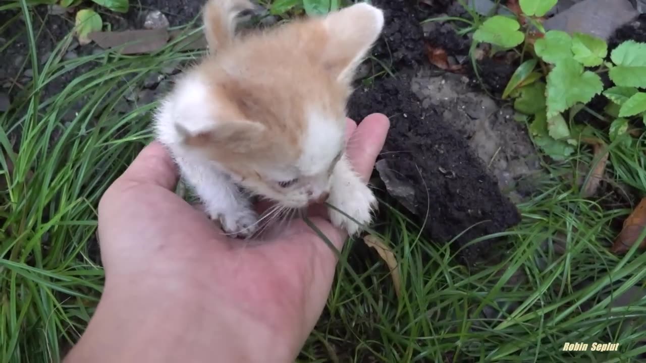 Tiny kitten is crying because his mother abandoned him