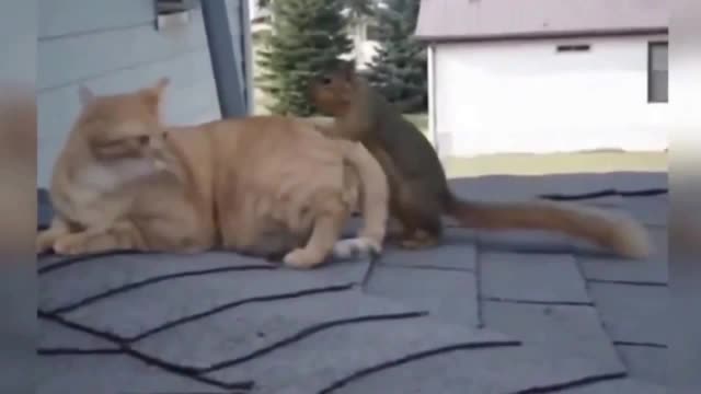 squirrel and cat fun