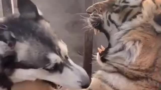 Funny Dog Video, it's Time to Laugh 2021with Dog´s Live
