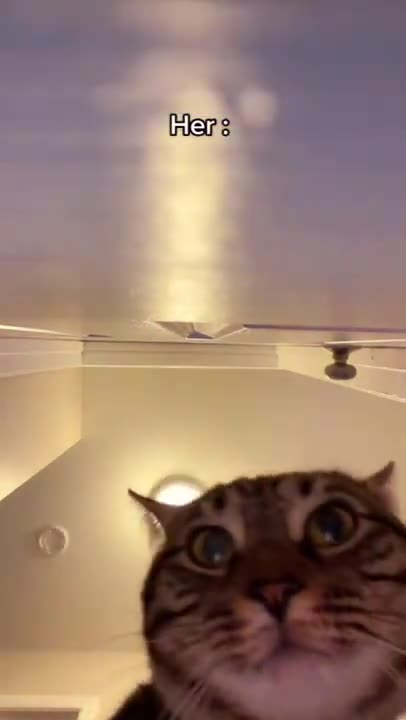 #cats #catmom #catdad #cat #cattok #catvideo #catday #fypシ゚viral #viral #fypシ [ 1 million views ]