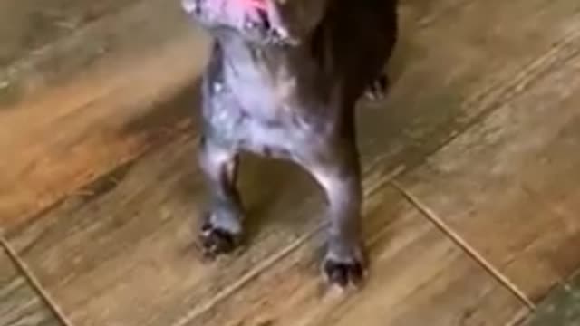 Teeniest baby Frenchie wanted to bark but wasn't strong enough