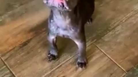 Teeniest baby Frenchie wanted to bark but wasn't strong enough