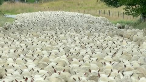 Rush Hour in New Zealand