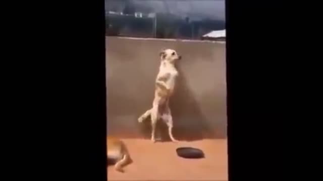 Awesome smart dog dance.