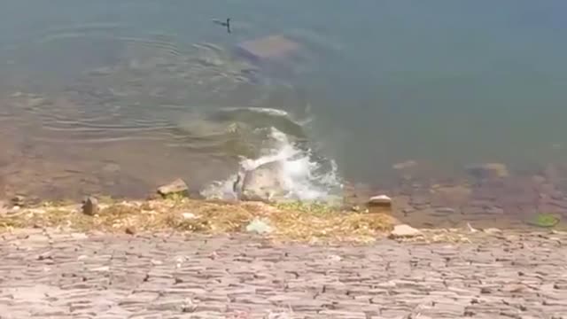 Bizarre crocodile attack