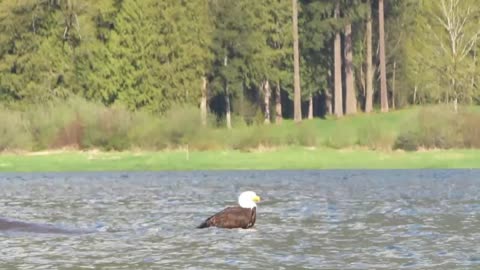 April 21, 2017 - Harrison River Paddle 2 of 2