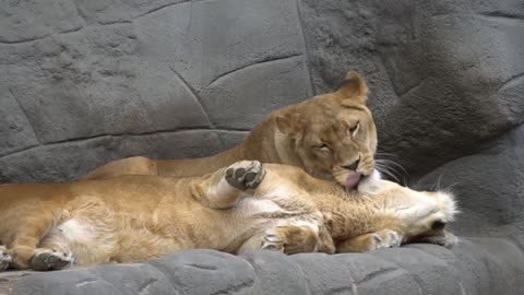 The intimate relationship between a lion and a lioness