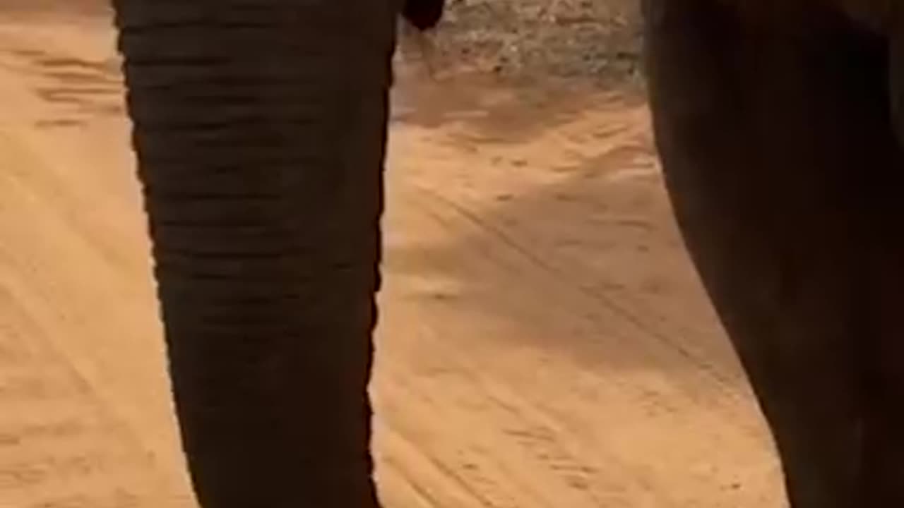 Elephant Eats Dropped Phone. The Absolute Devastation.