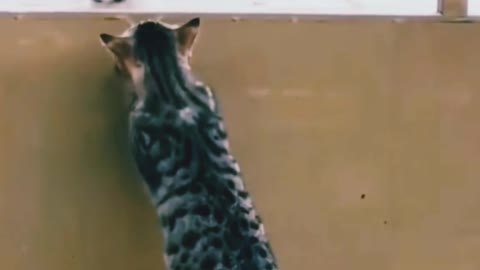 The best cutest cat playing with other cat 🤗🤗 so funny 😂😂