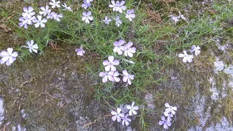 Moss Verbena