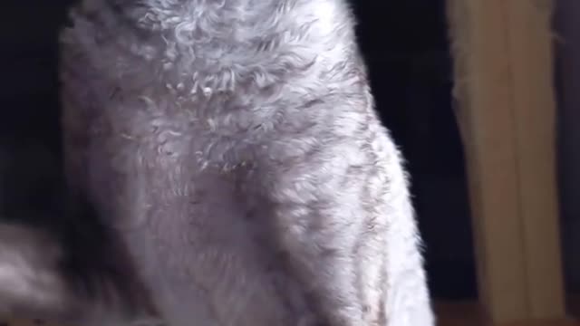 one of the weirdest cats in the world