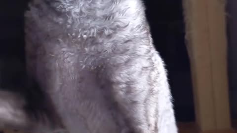 one of the weirdest cats in the world