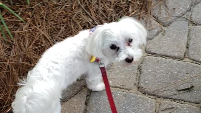 Maltese dogs