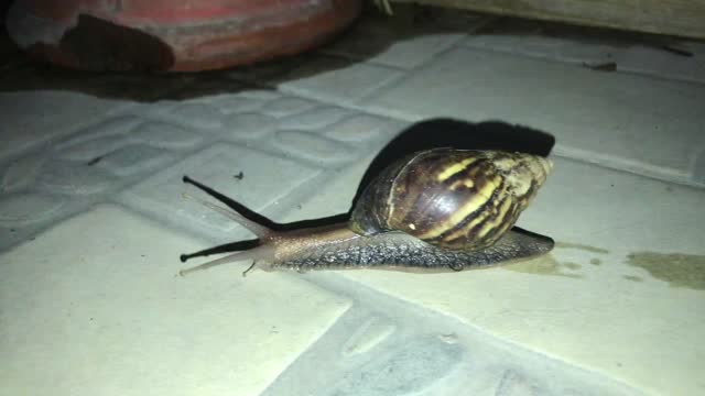 I saw an enormous snail in my garage!