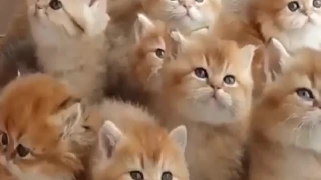 Cat funny videos