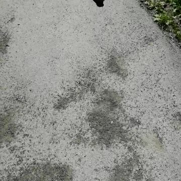 Walking a dove on the street in warm time.